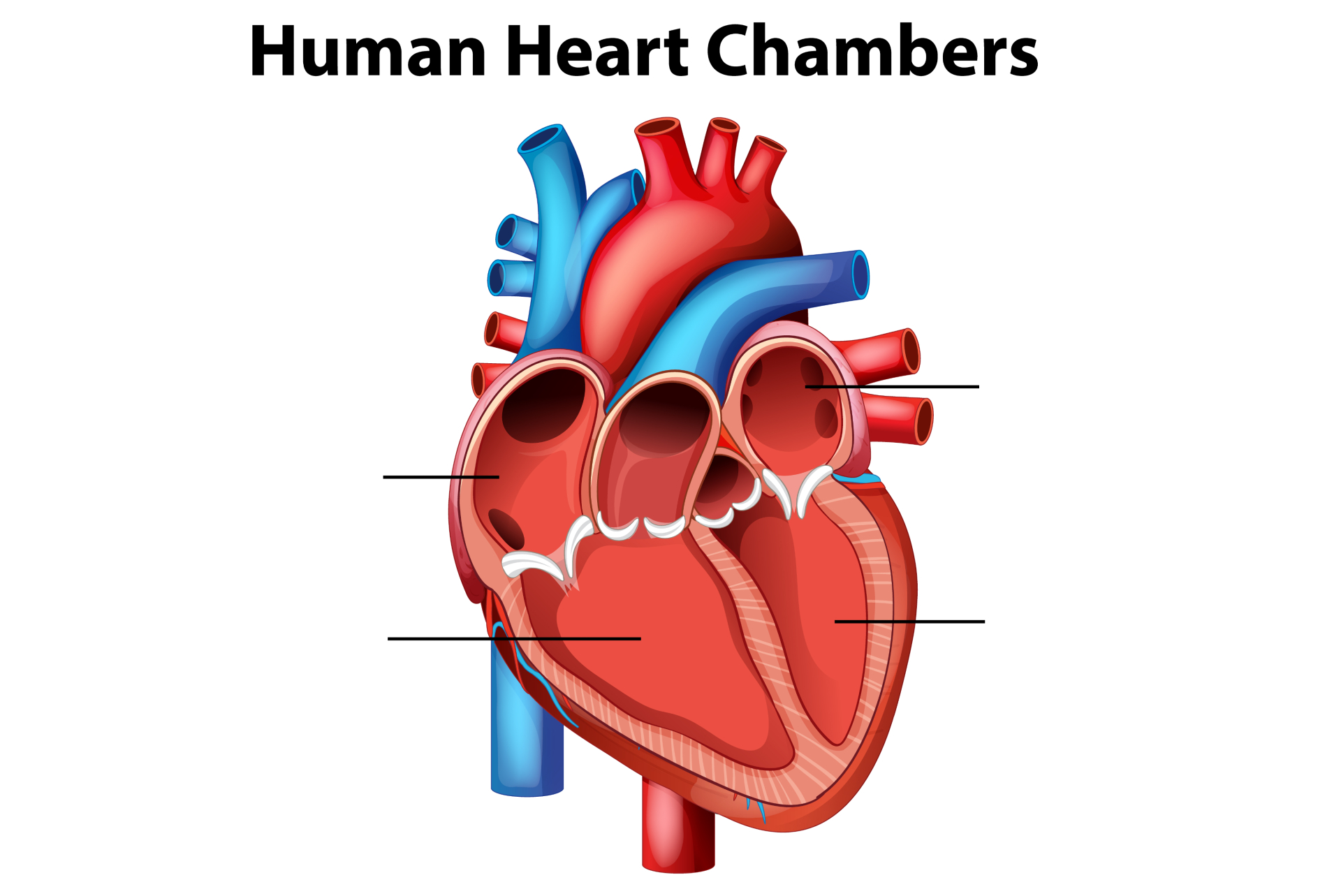 Human Heart Chambers diagram